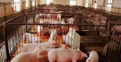 社科院：我国今年出栏生猪将超6亿头 猪肉产量能够达到4800万吨