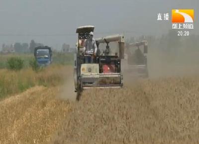 枝江：20多万亩小麦成熟 农机抢收“大作战”