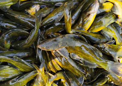 15元/斤！行情持续高位运行，广东存塘少大鱼紧缺，湖州调鱼鱼价回落，湖北高位维稳