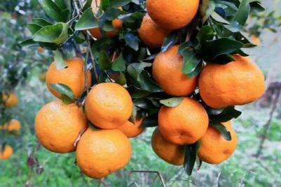 柑橘想提产增质？水分管理要得法！