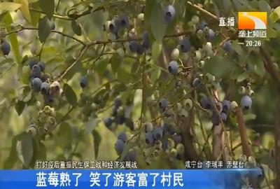 蓝莓熟了 笑了游客富了村民
