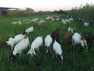 农业农村部：加大对畜禽良种联合攻关支持 掌握育种发展主动权
