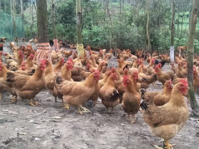 亚洲三地发生禽流感疫情 近8万只家禽被扑杀