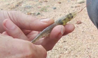 南美白对虾三个最佳防病阶段你都知道吗？