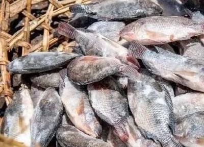 中国这条鱼在非洲走红！优质廉价快速占领市场，挤垮当地商贩！