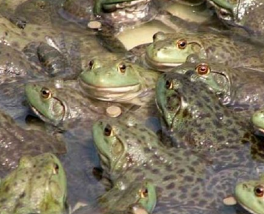 指南来了！禁食停养蛙类、龟鳖类可调整到药用或观赏用途合法经营