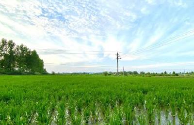 安陆木梓乡：7万亩稻田喜迎“及时雨”