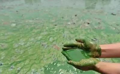 蓝藻暴发，它让养鱼人见之心烦又避之不了且挥之不去！