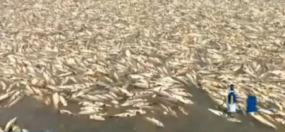 水库反常死鱼几十万斤，养殖户损失一两百万！村民疯狂捕捞售卖