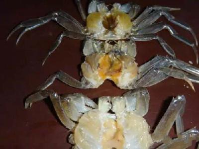 紧急预警！令养蟹人头疼的“水瘪子”即将全面暴发