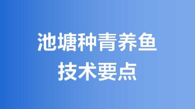 池塘种青养鱼技术的要点