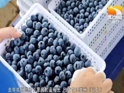 湖北省蓝莓大量上市 品质好于往年