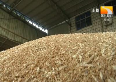 襄阳：夏粮总产同比增12.84万吨