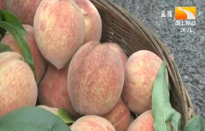 老品种新种法 育出俏销血桃