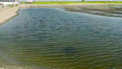 在河蟹饲养管理中做到以下几五点可以保证水质良好