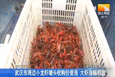 武汉市周边小龙虾塘头收购价普涨 大虾涨幅明显