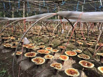 劳动浇开致富花——随县80后残疾人陈力创业记