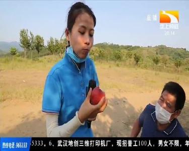 3000亩鲜桃林间挂 盼您来采购