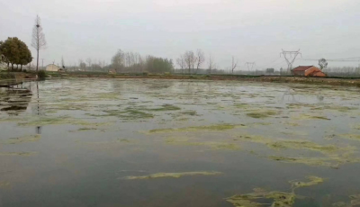 阴雨台风天气 河蟹池塘如何进行管理调控？