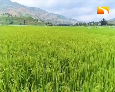 垄上行 2020-06-13