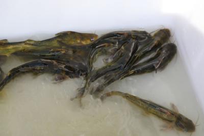 黄颡鱼、虹鳟、对虾病害多发如何是好？这份权威防控指南请收好！