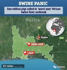 尼日利亚暴发非洲猪瘟疫情 上百万头猪遭屠宰