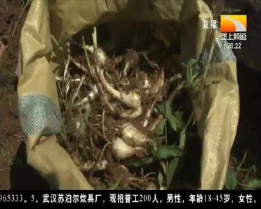 蕌头喜获丰收 助乡亲脱贫增收