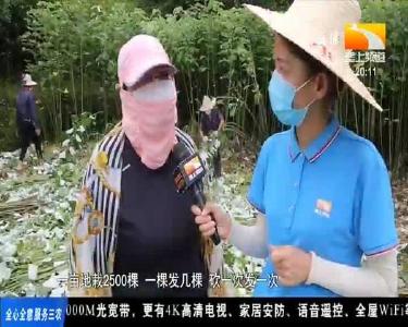个头超两米 七千多亩苎麻开镰收割