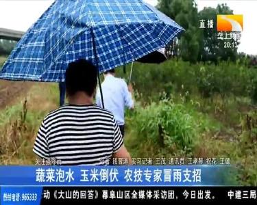 蔬菜泡水 玉米倒伏 农技专家冒雨支招