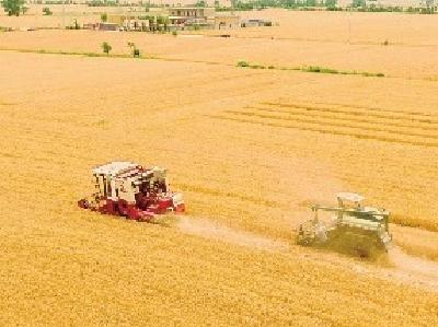 小麦陆续收割，今年小麦产量、价格如何？