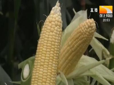 科技赋能 全国187个鲜食玉米品种邀您来尝