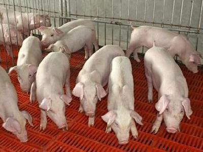 我省规模猪场可享受贷款贴息 贴息比例原则上不超过2%