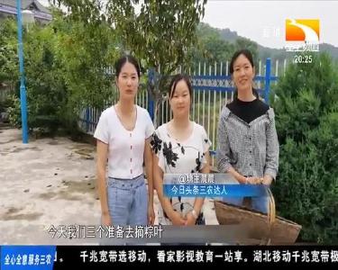 三妯娌现摘芦苇叶 包出香甜红枣糯米粽