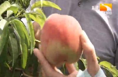 30万斤桃中“白富美”求带走