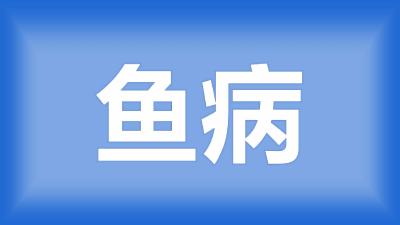 咸宁市高师傅：草鱼肠炎、鱼鳞发红、松散怎么治疗？