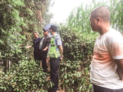 枝叶遮阳两家积怨 民警给大杉树“理发”驱散邻里阴霾