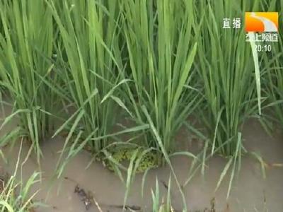 垄上农学院：水稻遇梅雨 田间管理要仔细