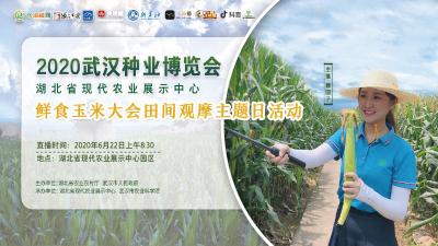 回播 | 2020武汉种业博览会·鲜食玉米大会田间观摩主题日活动