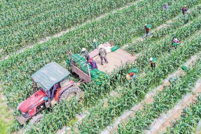  汉南近8万亩甜玉米丰收