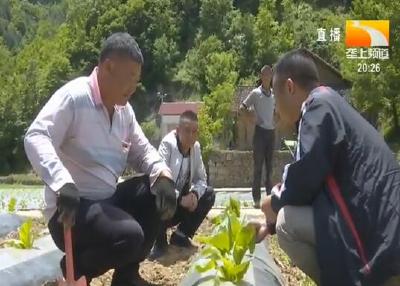 襄阳保康：包保帮扶 引导村民发展产业增收