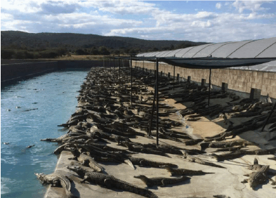 重磅！农业农村部答复：暹罗鳄、尼罗鳄、湾鳄可以依法上市流通