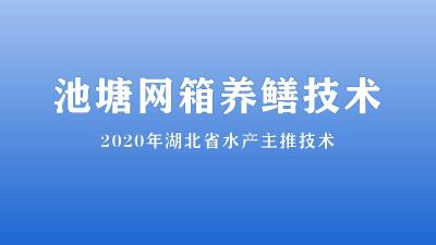 池塘网箱养鳝技术  