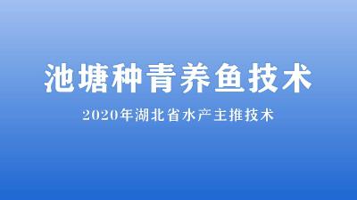 池塘种青养鱼技术