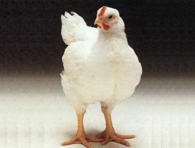 鸡肉价格持续回落:前五月全国肉鸡出栏17.0亿只，增加4.6%