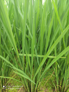 “涝梅”年份水稻当防盛夏极端冷害