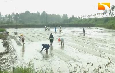 全省4000多名农业科技工作者奔赴一线抗灾减灾