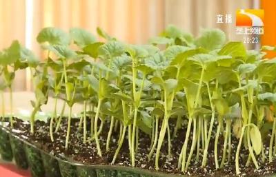 送物资送技术 武汉市农科院科技救灾到田间