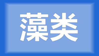 荆州区刘师傅：雨后大量出现的藻类对养黄颡鱼有没有害处？