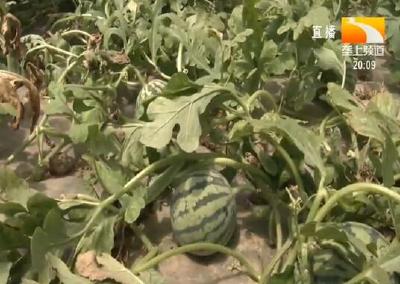 应对频繁降雨 请收好这份“种植业应对指南”