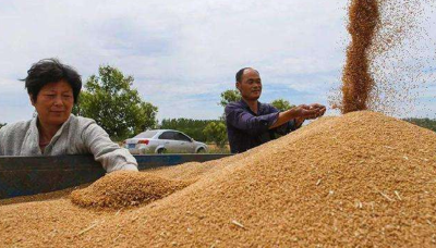 小麦价格持续上涨！专家：抢粮收购大可不必